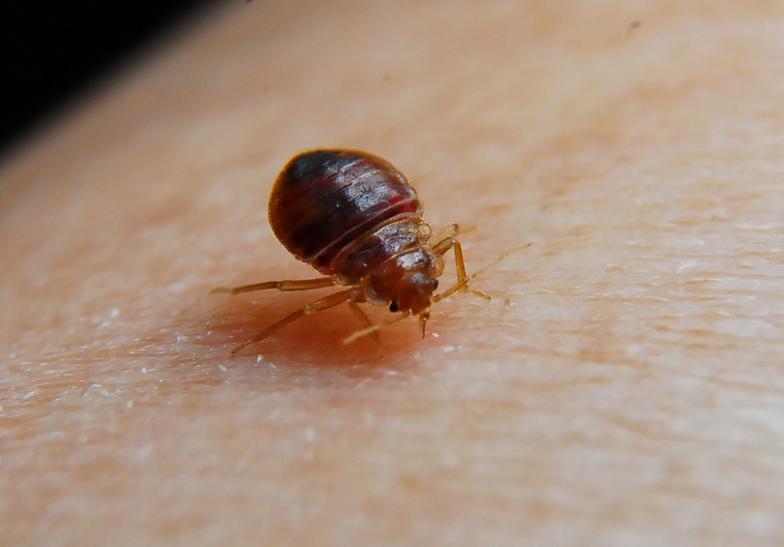 About Our Bed Bug Extermination Services, Best Bed Bug Exterminator Queens Ny